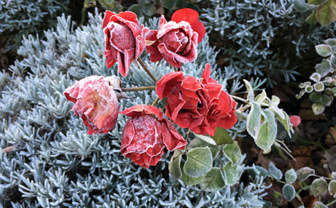 Rosen mit Frostschaden, Eisheilige